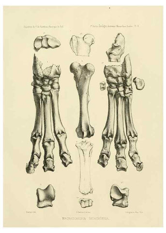 Reproducción/Reproduction 49814070282: Expédition dans les parties centrales de l'Amérique du Sud. Paris :Chez P. Bertrand,1850-1859.. 