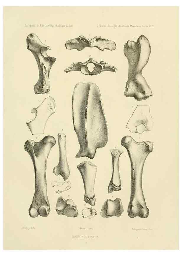 Reproducción/Reproduction 49813760161: Expédition dans les parties centrales de l'Amérique du Sud. Paris :Chez P. Bertrand,1850-1859.. 