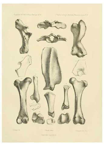 Reproducción/Reproduction 49813760161: Expédition dans les parties centrales de l'Amérique du Sud. Paris :Chez P. Bertrand,1850-1859.. 