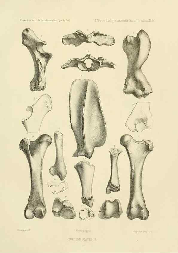 Reproducción/Reproduction 49813760161: Expédition dans les parties centrales de l'Amérique du Sud. Paris :Chez P. Bertrand,1850-1859.. 