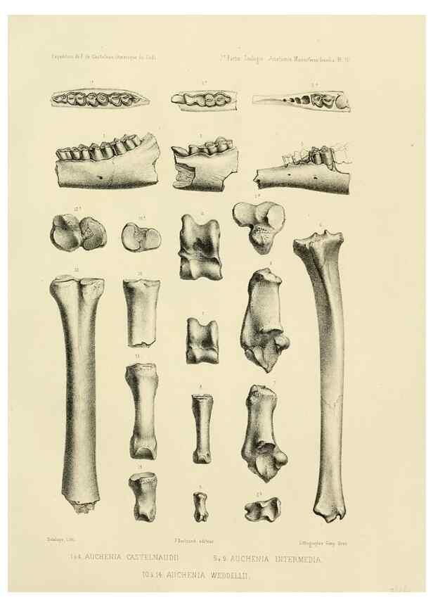 Reproducción/Reproduction 49814070877: Expédition dans les parties centrales de l'Amérique du Sud. Paris :Chez P. Bertrand,1850-1859.. 