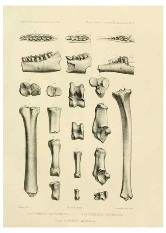 Reproducción/Reproduction 49814070877: Expédition dans les parties centrales de l'Amérique du Sud. Paris :Chez P. Bertrand,1850-1859.. 