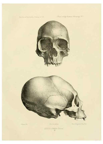 Reproducción/Reproduction 49814068762: Expédition dans les parties centrales de l'Amérique du Sud. Paris :Chez P. Bertrand,1850-1859.. 