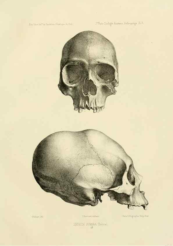 Reproducción/Reproduction 49814068762: Expédition dans les parties centrales de l'Amérique du Sud. Paris :Chez P. Bertrand,1850-1859.. 