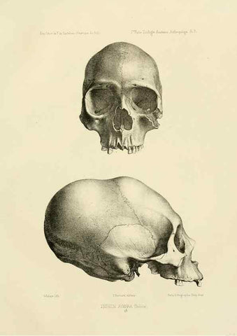 Reproducción/Reproduction 49814068762: Expédition dans les parties centrales de l'Amérique du Sud. Paris :Chez P. Bertrand,1850-1859.. 