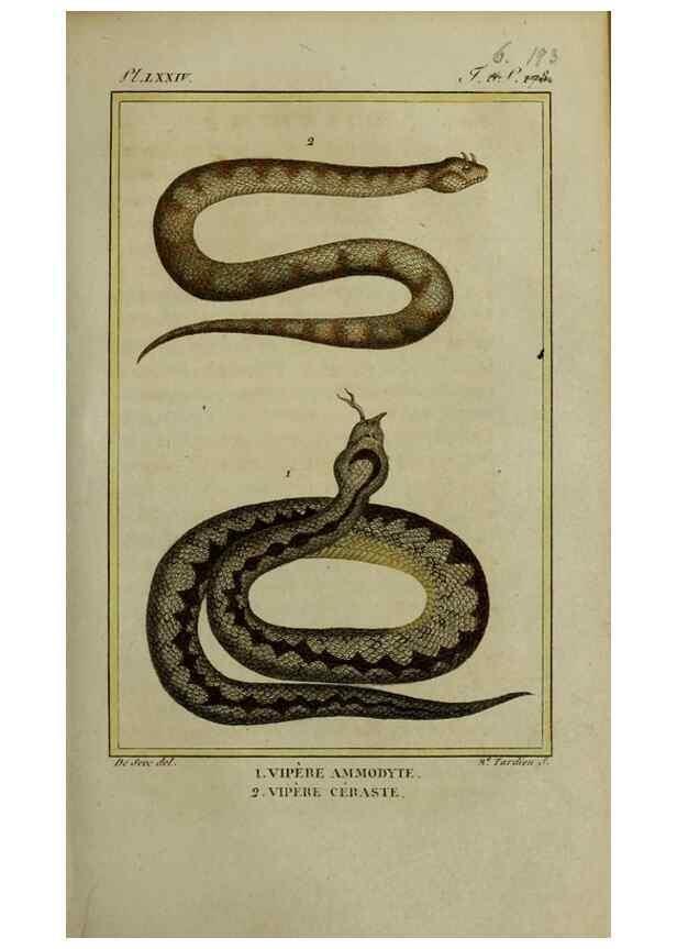 Reproducción/Reproduction 49813714551: Histoire naturelle, générale et particulière, des reptiles :. A Paris :De l'Imprimerie de F. Dufart,an X-XI [1802-1803]. 