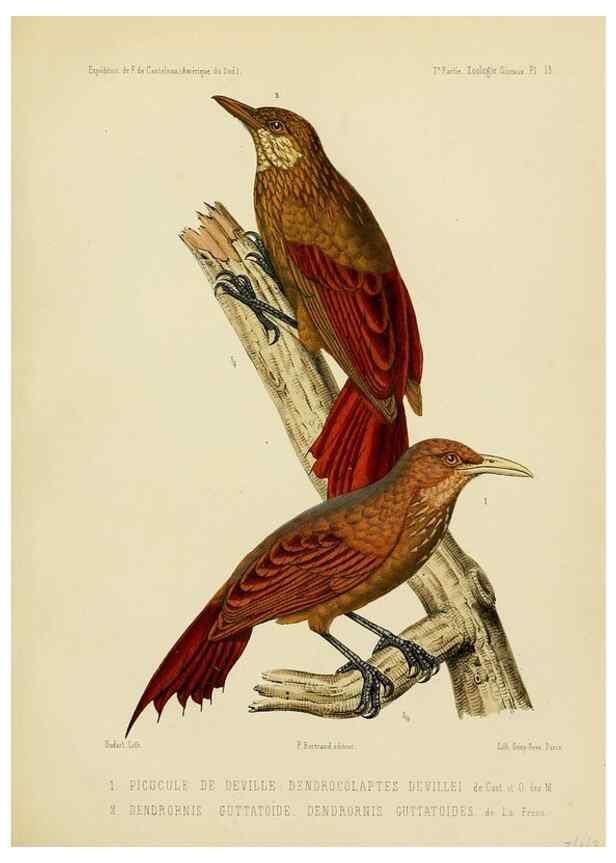 Reproducción/Reproduction 49814076857: Expédition dans les parties centrales de l'Amérique du Sud. Paris :Chez P. Bertrand,1850-1859.. 