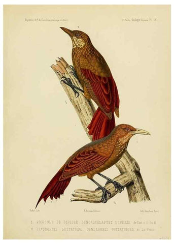 Reproducción/Reproduction 49814076857: Expédition dans les parties centrales de l'Amérique du Sud. Paris :Chez P. Bertrand,1850-1859.. 