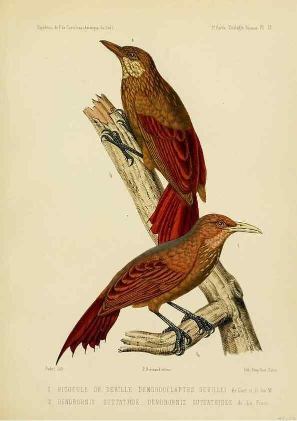 Reproducción/Reproduction 49814076857: Expédition dans les parties centrales de l'Amérique du Sud. Paris :Chez P. Bertrand,1850-1859.. 
