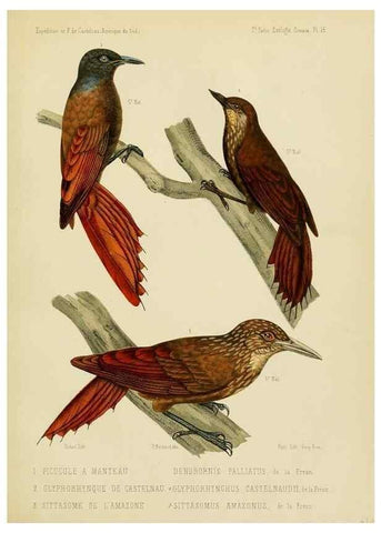 Reproducción/Reproduction 49814077352: Expédition dans les parties centrales de l'Amérique du Sud. Paris :Chez P. Bertrand,1850-1859.. 