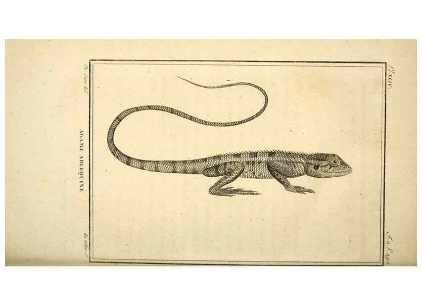 Reproducción/Reproduction 49813315303: Histoire naturelle, générale et particulière, des reptiles. A Paris :De l'Imprimerie de F. Dufart,an X-XI [1802-1803]. 