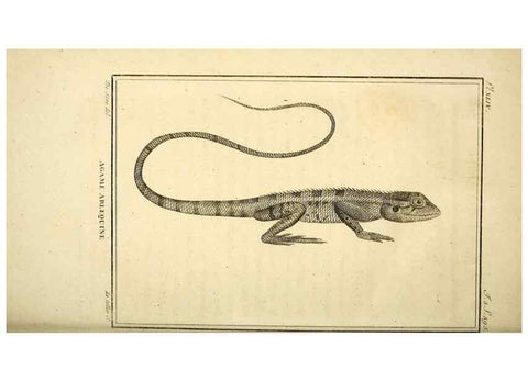 Reproducción/Reproduction 49813315303: Histoire naturelle, générale et particulière, des reptiles. A Paris :De l'Imprimerie de F. Dufart,an X-XI [1802-1803]. 