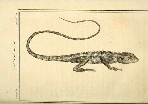 Reproducción/Reproduction 49813315303: Histoire naturelle, générale et particulière, des reptiles. A Paris :De l'Imprimerie de F. Dufart,an X-XI [1802-1803]. 