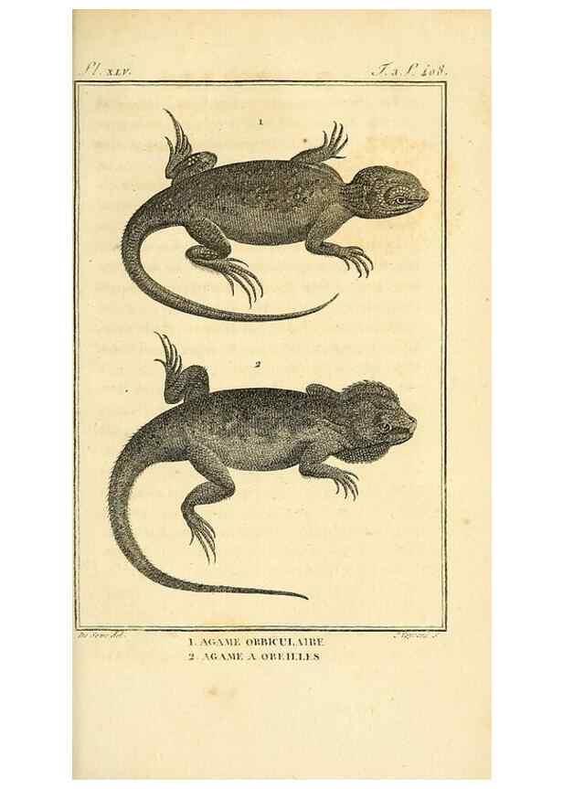 Reproducción/Reproduction 49813316038: Histoire naturelle, générale et particulière, des reptiles. A Paris :De l'Imprimerie de F. Dufart,an X-XI [1802-1803]. 