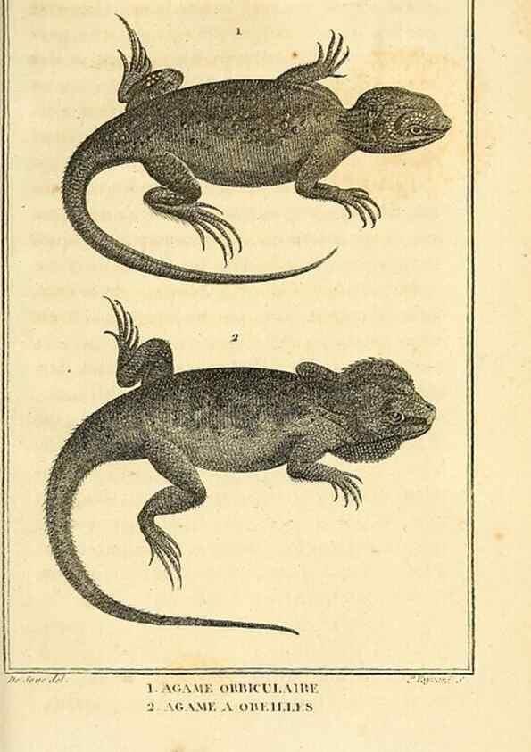 Reproducción/Reproduction 49813316038: Histoire naturelle, générale et particulière, des reptiles. A Paris :De l'Imprimerie de F. Dufart,an X-XI [1802-1803]. 