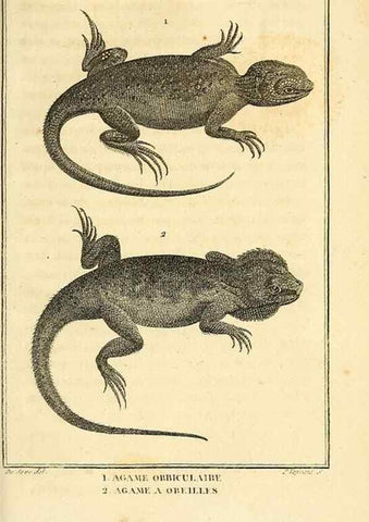 Reproducción/Reproduction 49813316038: Histoire naturelle, générale et particulière, des reptiles. A Paris :De l'Imprimerie de F. Dufart,an X-XI [1802-1803]. 