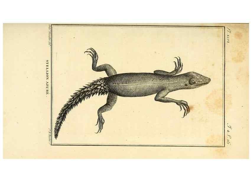 Reproducción/Reproduction 49813928756: Histoire naturelle, générale et particulière, des reptiles. A Paris :De l'Imprimerie de F. Dufart,an X-XI [1802-1803]. 