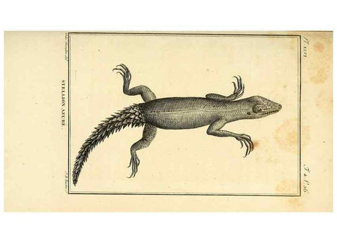 Reproducción/Reproduction 49813928756: Histoire naturelle, générale et particulière, des reptiles. A Paris :De l'Imprimerie de F. Dufart,an X-XI [1802-1803]. 