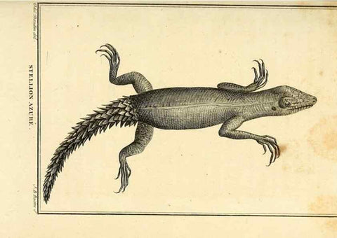 Reproducción/Reproduction 49813928756: Histoire naturelle, générale et particulière, des reptiles. A Paris :De l'Imprimerie de F. Dufart,an X-XI [1802-1803]. 