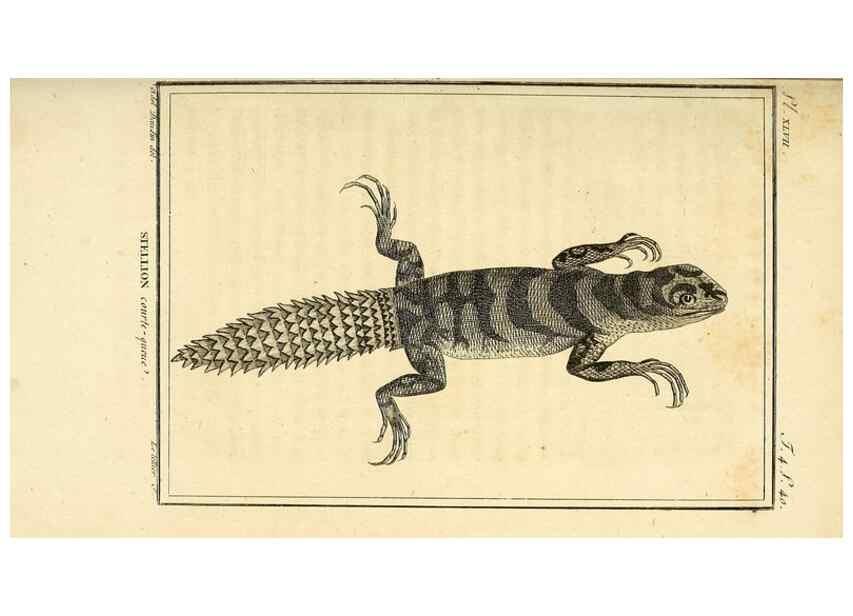 Reproducción/Reproduction 49814238487: Histoire naturelle, générale et particulière, des reptiles. A Paris :De l'Imprimerie de F. Dufart,an X-XI [1802-1803]. 
