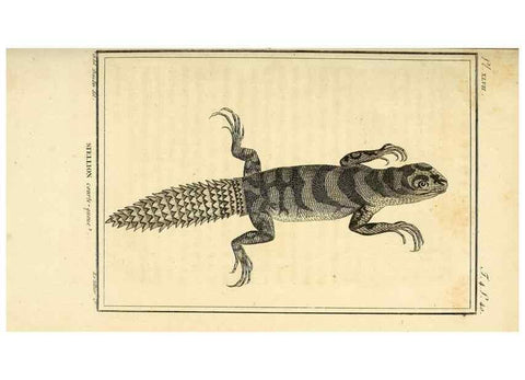 Reproducción/Reproduction 49814238487: Histoire naturelle, générale et particulière, des reptiles. A Paris :De l'Imprimerie de F. Dufart,an X-XI [1802-1803]. 