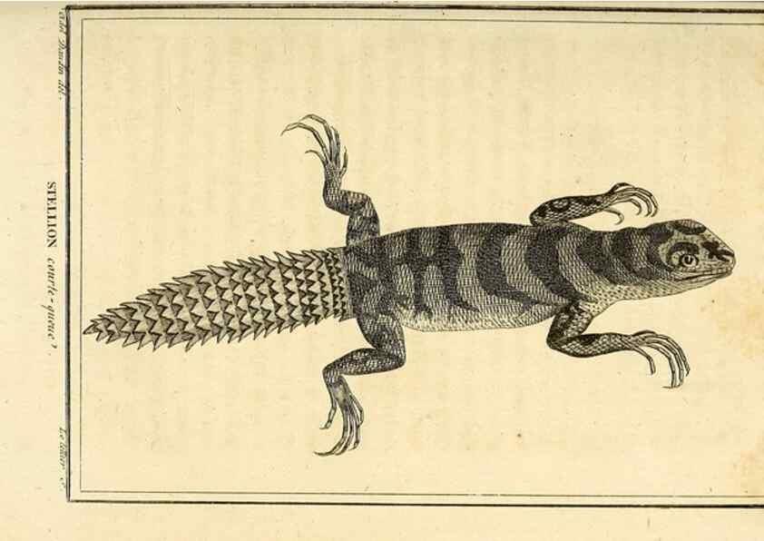 Reproducción/Reproduction 49814238487: Histoire naturelle, générale et particulière, des reptiles. A Paris :De l'Imprimerie de F. Dufart,an X-XI [1802-1803]. 