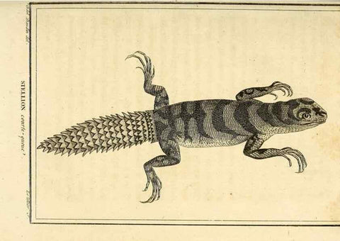 Reproducción/Reproduction 49814238487: Histoire naturelle, générale et particulière, des reptiles. A Paris :De l'Imprimerie de F. Dufart,an X-XI [1802-1803]. 