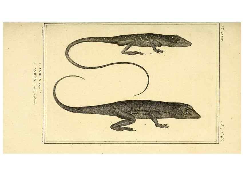 Reproducción/Reproduction 49814238912: Histoire naturelle, générale et particulière, des reptiles. A Paris :De l'Imprimerie de F. Dufart,an X-XI [1802-1803]. 