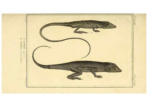 Reproducción/Reproduction 49814238912: Histoire naturelle, générale et particulière, des reptiles. A Paris :De l'Imprimerie de F. Dufart,an X-XI [1802-1803]. 