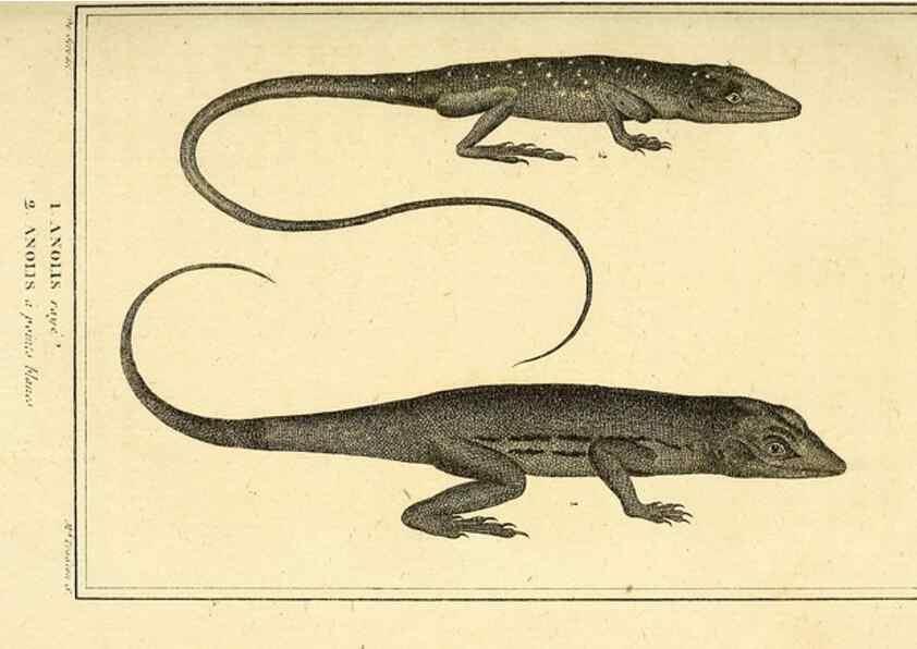 Reproducción/Reproduction 49814238912: Histoire naturelle, générale et particulière, des reptiles. A Paris :De l'Imprimerie de F. Dufart,an X-XI [1802-1803]. 