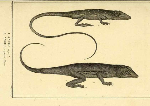 Reproducción/Reproduction 49814238912: Histoire naturelle, générale et particulière, des reptiles. A Paris :De l'Imprimerie de F. Dufart,an X-XI [1802-1803]. 