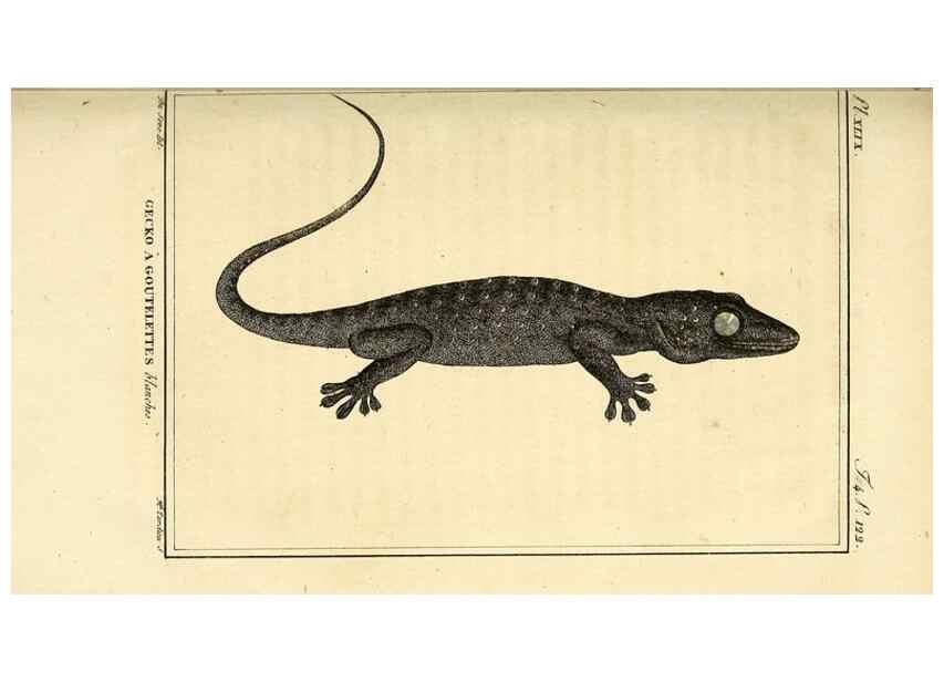 Reproducción/Reproduction 49813930226: Histoire naturelle, générale et particulière, des reptiles. A Paris :De l'Imprimerie de F. Dufart,an X-XI [1802-1803]. 