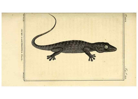 Reproducción/Reproduction 49813930226: Histoire naturelle, générale et particulière, des reptiles. A Paris :De l'Imprimerie de F. Dufart,an X-XI [1802-1803]. 