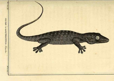 Reproducción/Reproduction 49813930226: Histoire naturelle, générale et particulière, des reptiles. A Paris :De l'Imprimerie de F. Dufart,an X-XI [1802-1803]. 