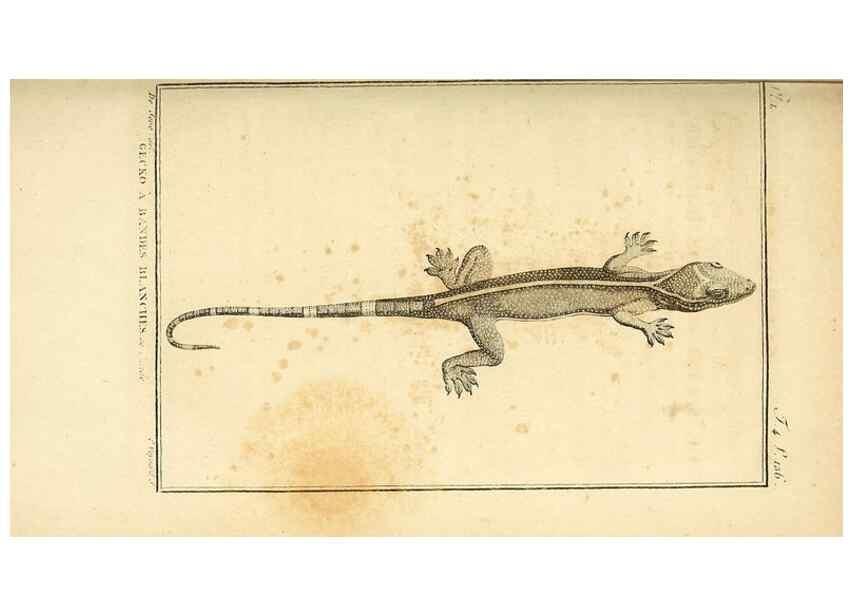 Reproducción/Reproduction 49813930766: Histoire naturelle, générale et particulière, des reptiles. A Paris :De l'Imprimerie de F. Dufart,an X-XI [1802-1803]. 