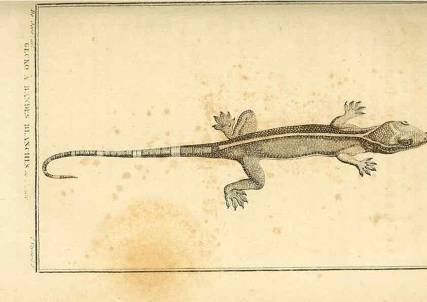 Reproducción/Reproduction 49813930766: Histoire naturelle, générale et particulière, des reptiles. A Paris :De l'Imprimerie de F. Dufart,an X-XI [1802-1803]. 