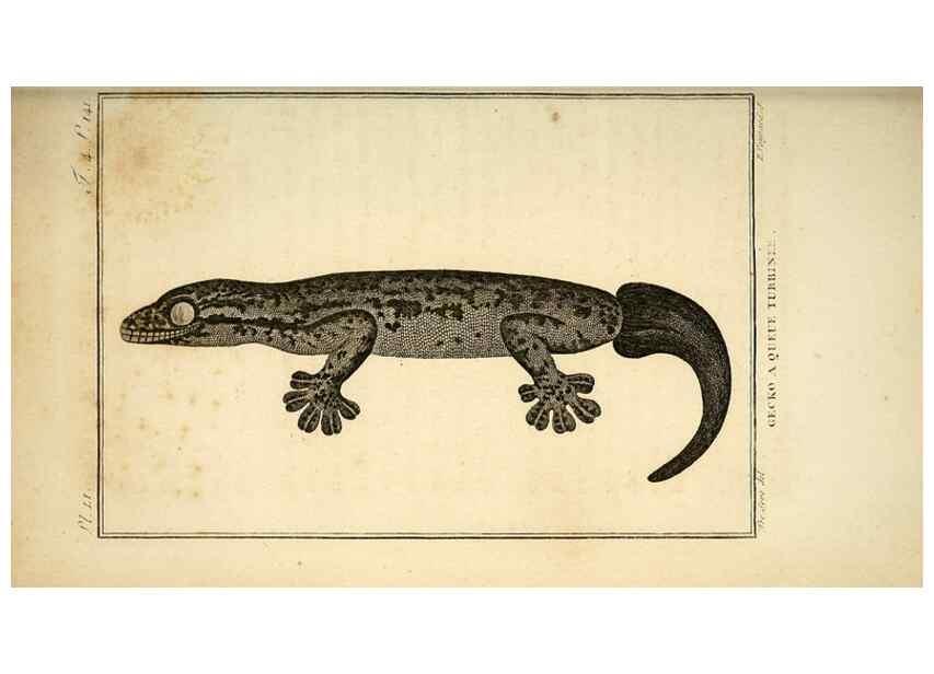 Reproducción/Reproduction 49813391643: Histoire naturelle, générale et particulière, des reptiles. A Paris :De l'Imprimerie de F. Dufart,an X-XI [1802-1803]. 