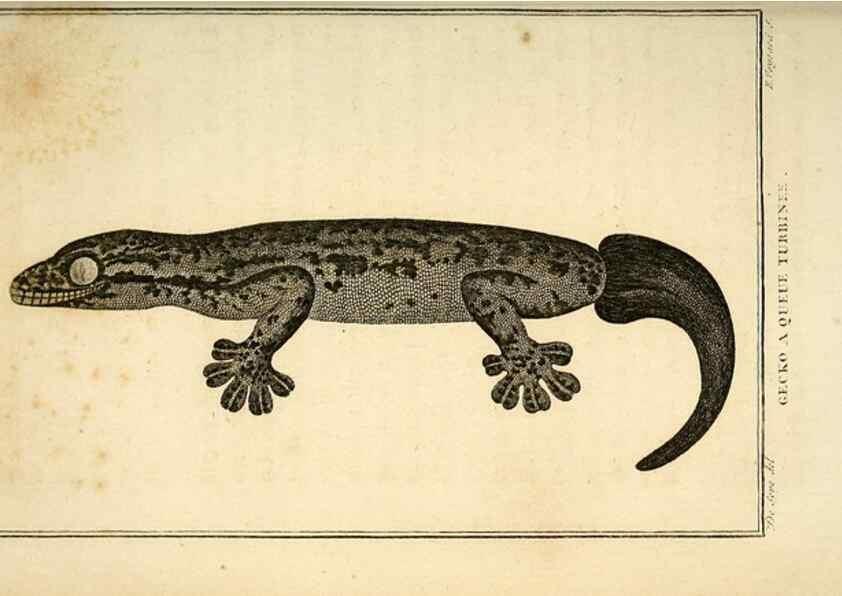 Reproducción/Reproduction 49813391643: Histoire naturelle, générale et particulière, des reptiles. A Paris :De l'Imprimerie de F. Dufart,an X-XI [1802-1803]. 