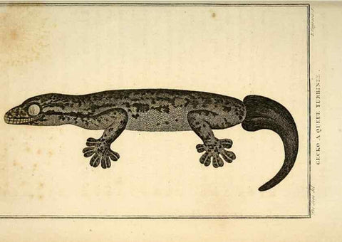 Reproducción/Reproduction 49813391643: Histoire naturelle, générale et particulière, des reptiles. A Paris :De l'Imprimerie de F. Dufart,an X-XI [1802-1803]. 
