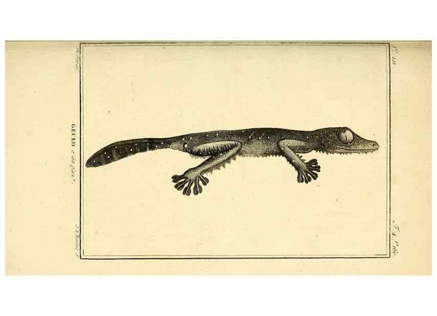Reproducción/Reproduction 49813392358: Histoire naturelle, générale et particulière, des reptiles. A Paris :De l'Imprimerie de F. Dufart,an X-XI [1802-1803]. 