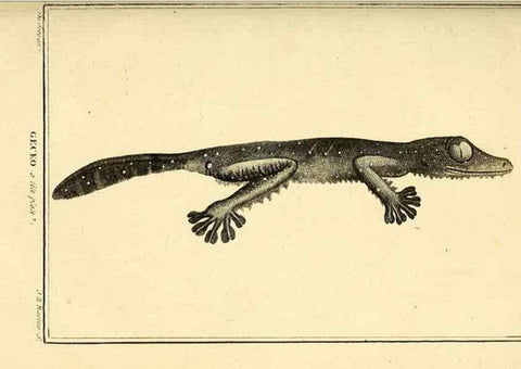 Reproducción/Reproduction 49813392358: Histoire naturelle, générale et particulière, des reptiles. A Paris :De l'Imprimerie de F. Dufart,an X-XI [1802-1803]. 