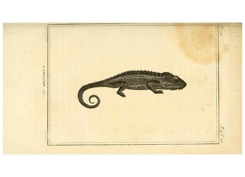 Reproducción/Reproduction 49813932416: Histoire naturelle, générale et particulière, des reptiles. A Paris :De l'Imprimerie de F. Dufart,an X-XI [1802-1803]. 