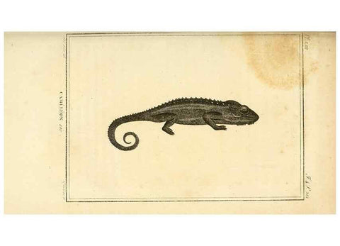 Reproducción/Reproduction 49813932416: Histoire naturelle, générale et particulière, des reptiles. A Paris :De l'Imprimerie de F. Dufart,an X-XI [1802-1803]. 
