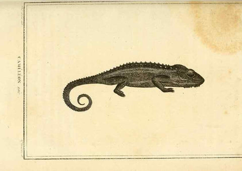 Reproducción/Reproduction 49813932416: Histoire naturelle, générale et particulière, des reptiles. A Paris :De l'Imprimerie de F. Dufart,an X-XI [1802-1803]. 