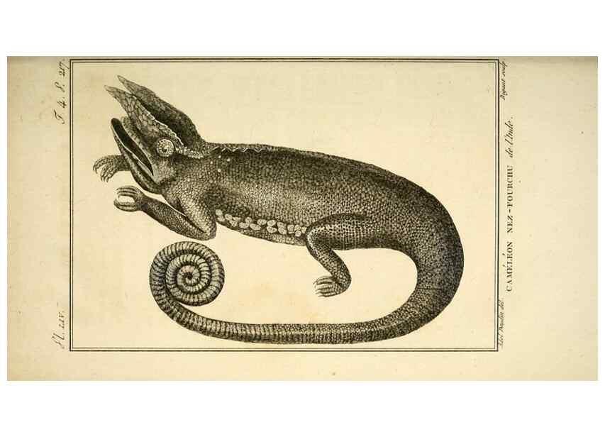 Reproducción/Reproduction 49814241987: Histoire naturelle, générale et particulière, des reptiles. A Paris :De l'Imprimerie de F. Dufart,an X-XI [1802-1803]. 