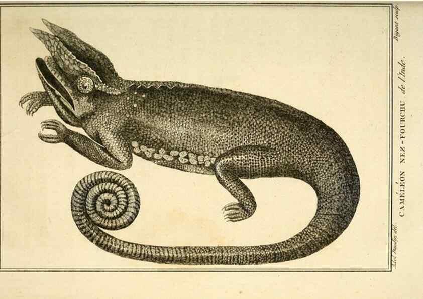 Reproducción/Reproduction 49814241987: Histoire naturelle, générale et particulière, des reptiles. A Paris :De l'Imprimerie de F. Dufart,an X-XI [1802-1803]. 