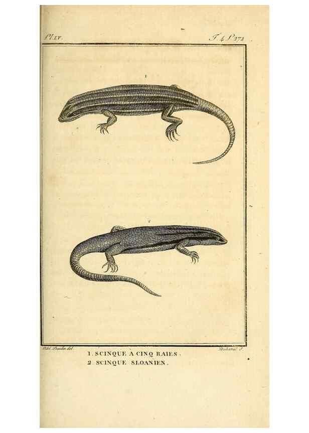 Reproducción/Reproduction 49813393703: Histoire naturelle, générale et particulière, des reptiles. A Paris :De l'Imprimerie de F. Dufart,an X-XI [1802-1803]. 