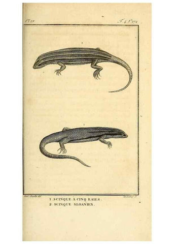 Reproducción/Reproduction 49813393703: Histoire naturelle, générale et particulière, des reptiles. A Paris :De l'Imprimerie de F. Dufart,an X-XI [1802-1803]. 