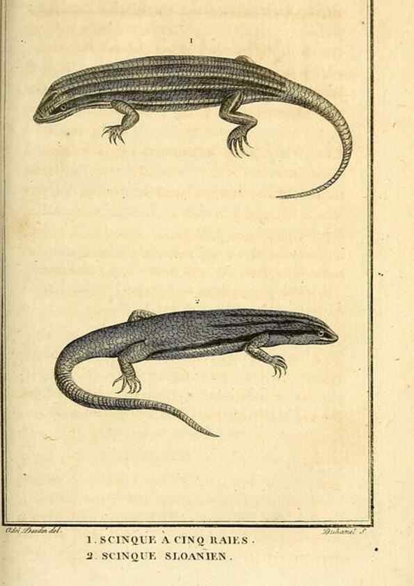 Reproducción/Reproduction 49813393703: Histoire naturelle, générale et particulière, des reptiles. A Paris :De l'Imprimerie de F. Dufart,an X-XI [1802-1803]. 