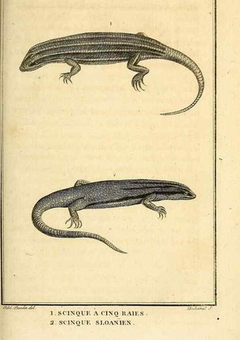 Reproducción/Reproduction 49813393703: Histoire naturelle, générale et particulière, des reptiles. A Paris :De l'Imprimerie de F. Dufart,an X-XI [1802-1803]. 